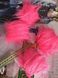 Помпоны Бубоны на шапку BOBBLE HAT YarnArt искусственные-розовый неон